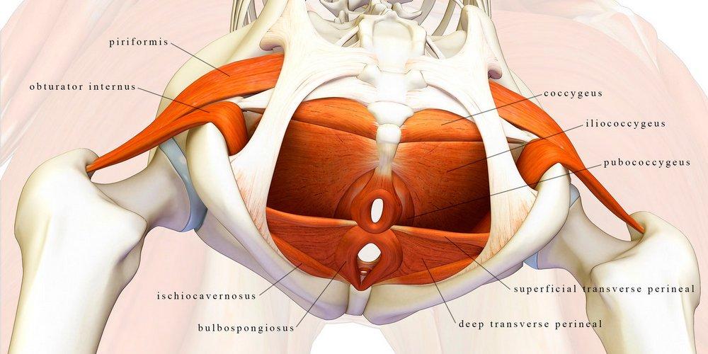 Pelvic Floor Muscles